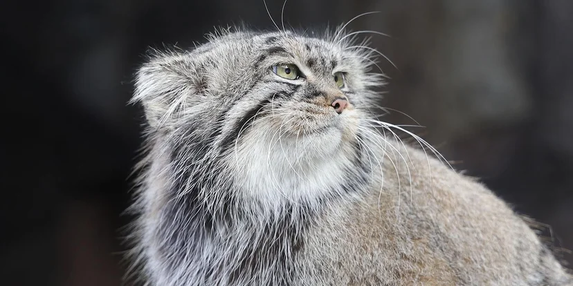 Зрители трансляций из Московского зоопарка могут проверить знания о манулах