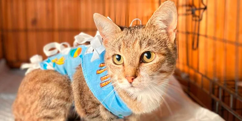 Истории помощи: кого поддерживают пользователи благотворительного сервиса mos.ru