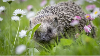 Ежи проснулись: почему их нельзя трогать и кормить молоком