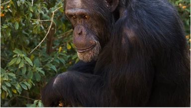 Находка, которая меняет историю: в Египте обнаружили предка человекообразных обезьян