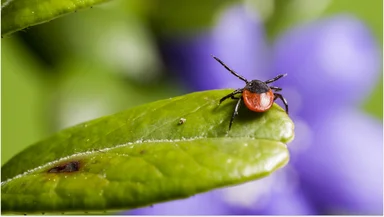 Сезон клещей – 2026: почему их будет особенно много