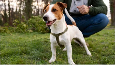 Что нужно знать о клещах весной: защита для себя и питомцев