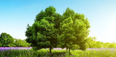 Любовь с корнями: москвички выбирают деревья вместо букетов на 14 февраля 